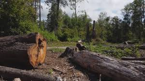 How Our Tree Care Process Works  in  Kalispell, MT